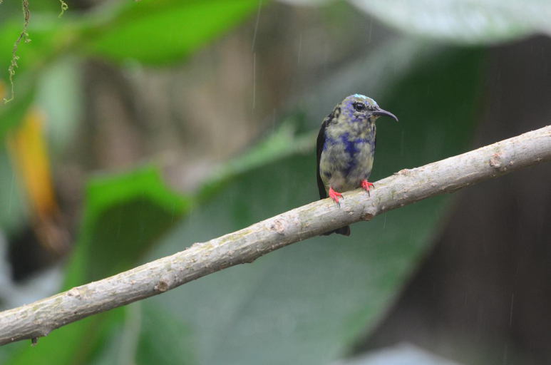 Food & Drinks 5, Birds & Breakfast Costa Rica, San Carlos
