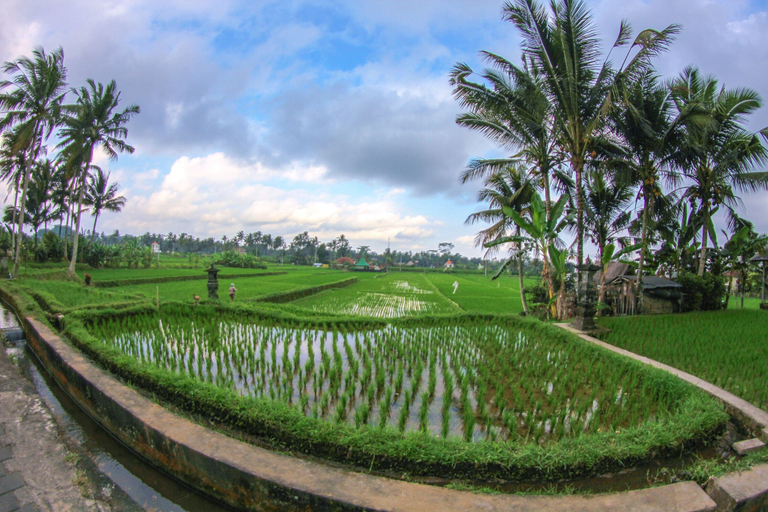 Others 5, Belvilla Moksha Ceking Rice TerraceNearUbud Jungle Swing, Gianyar
