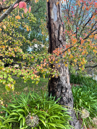 Others 4, Fleetwood Cottage Bed and Breakfast, Adelaide