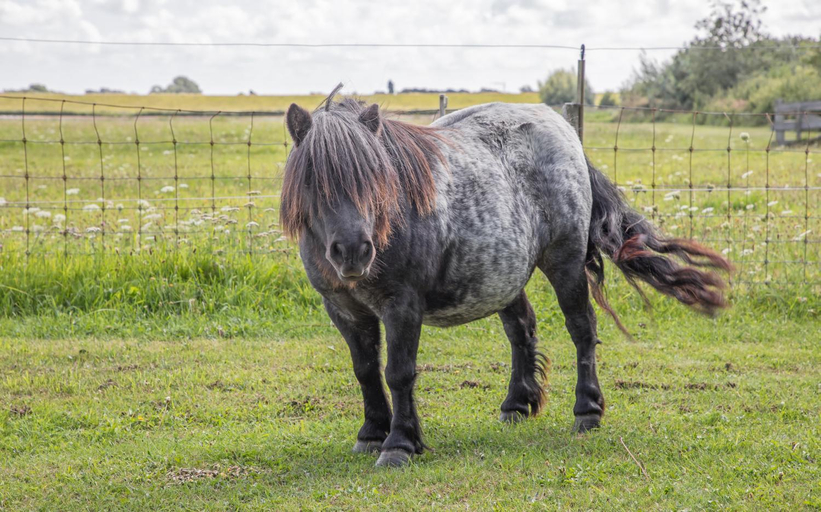 Others 2, Eendrachtweg 4, Texel