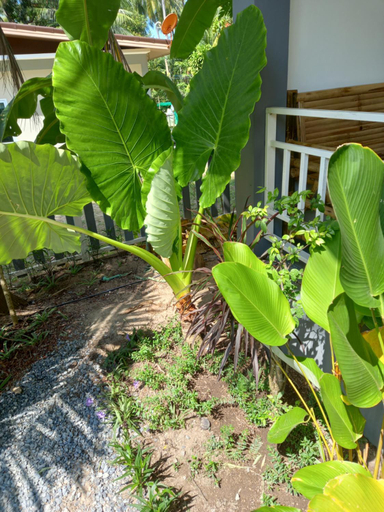 4, sweet home phangan n5, Ko Phangan