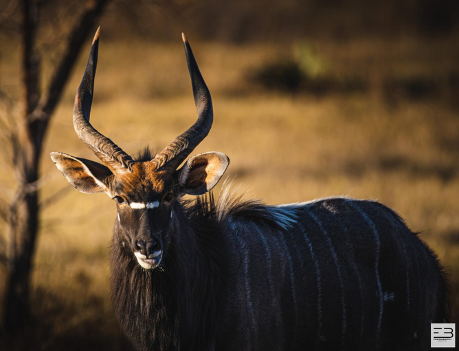 Others 5, Geluksfontein Private Game Farm, City of Tshwane