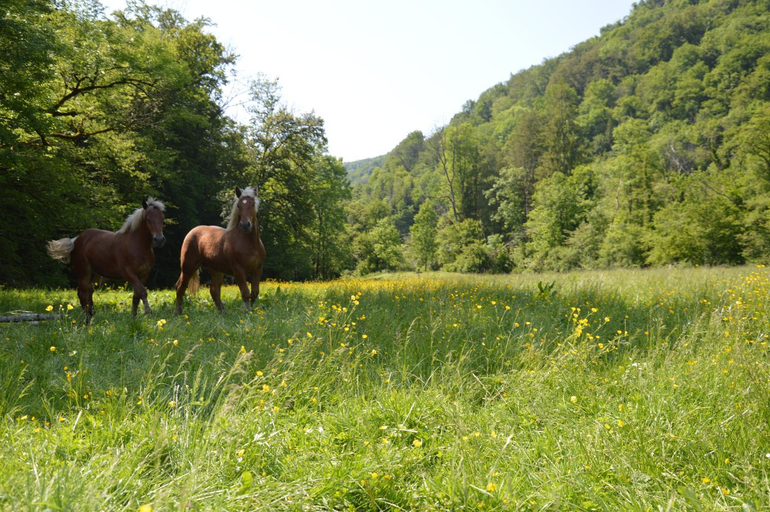 Others 5, Moulin de la Cuse - L'ilote, Doubs