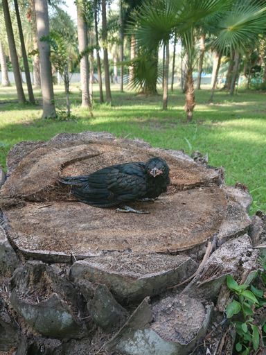 Others 4, Lopburi Palm Resort, Muang Lop Buri