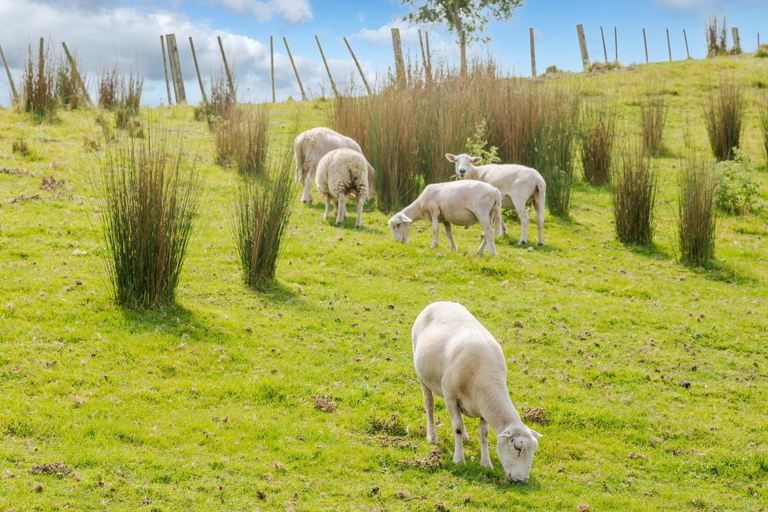 Others 4, Nadarra Hideaway, Otorohanga