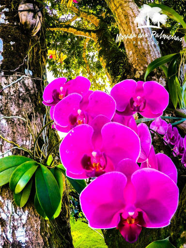 Others 4, Morada das Palmeiras, Maraú