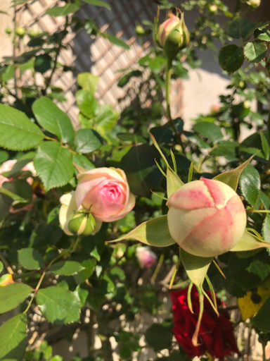 Others 4, Le Chai De La Rose SPA et Seances Bien etre, Maine-et-Loire