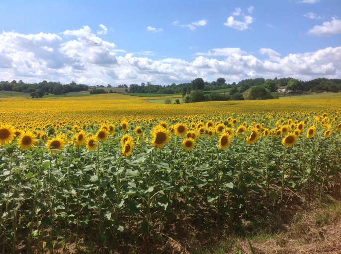 Others 4, Labarthe, Lot-et-Garonne