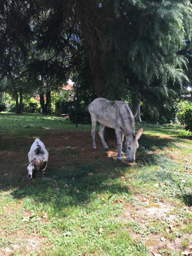 Others 2, Il Trattore, Torino