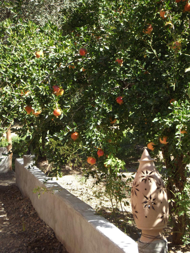 Others 5, LE JARDIN DES GRENADIERS, Ouarzazate