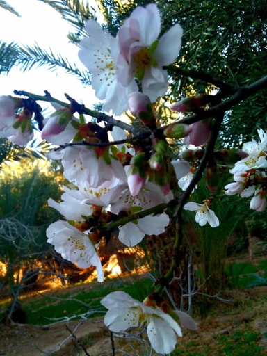 Others 4, LE JARDIN DES GRENADIERS, Ouarzazate