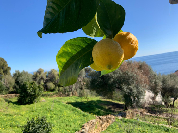 Surrounding environment 4, vita nova, Haute-Corse