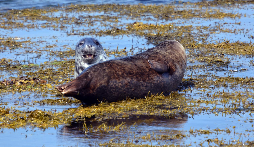 Others 4, No 1 Broughton Bed & Breakfast, Orkney Islands