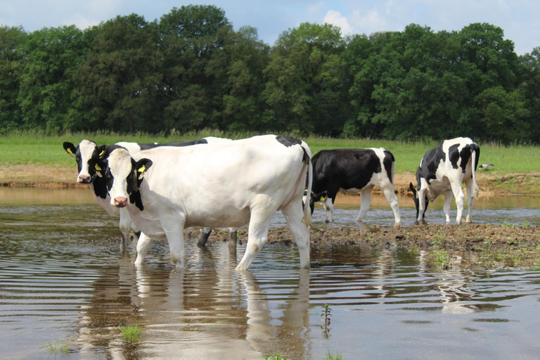 Others 3, Erve Praestinck, Ommen