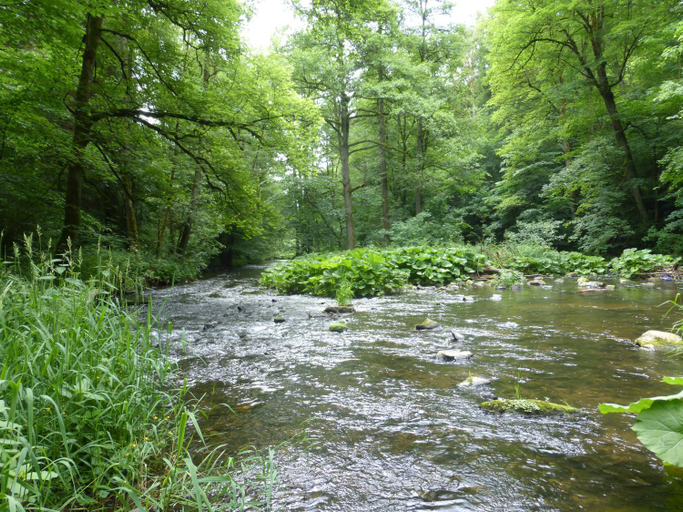 Others 4, Pension Waldfrieden, Harz