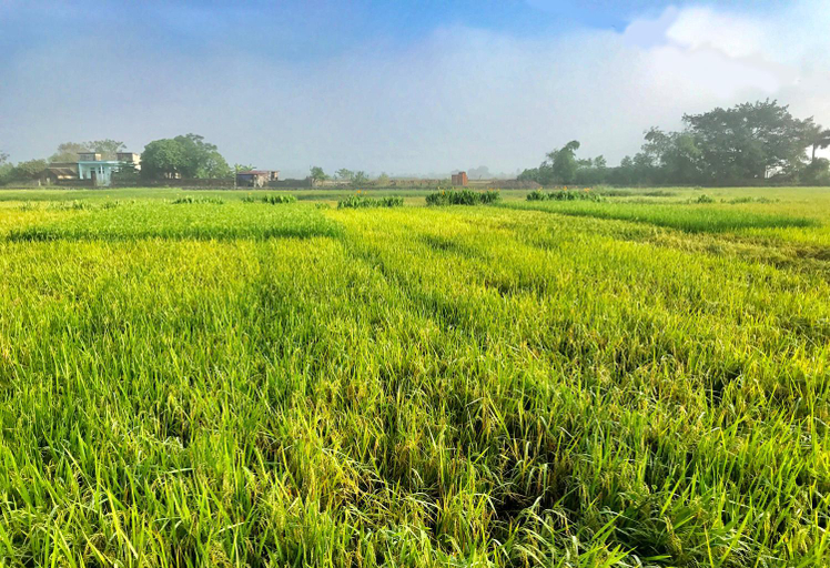 Others 5, May Homestay - Tam Coc Local Village, Hoa Lư