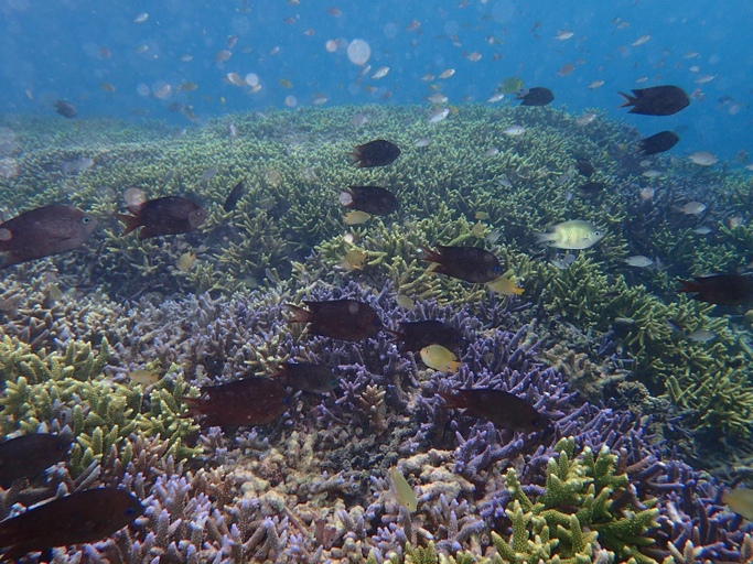 Others 5, Bidara Cottage, Lombok