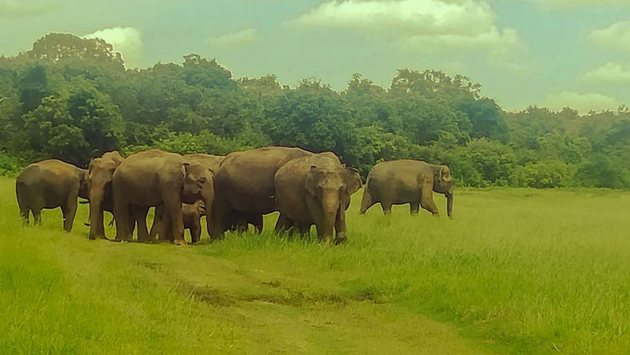 3, The Green Jungle, Dambulla