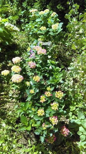 Others 5, Les 3 roses, Yonne