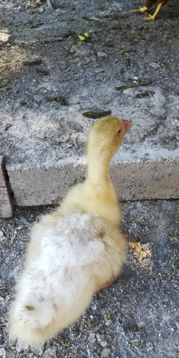 Others 2, La Gallina Nel Castello, Savona