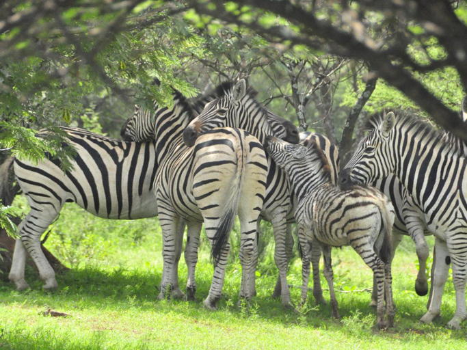 Others 3, Kwalata Game Lodge, City of Tshwane