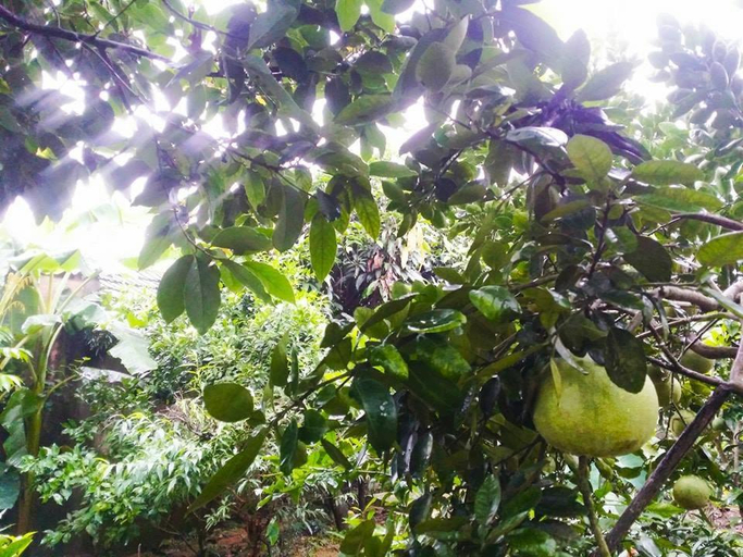 Others 2, Homestay Moc Chau, Mộc Châu