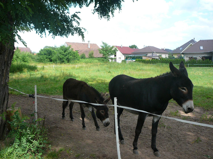 Others 4, Penzion U Stoly, České Budějovice