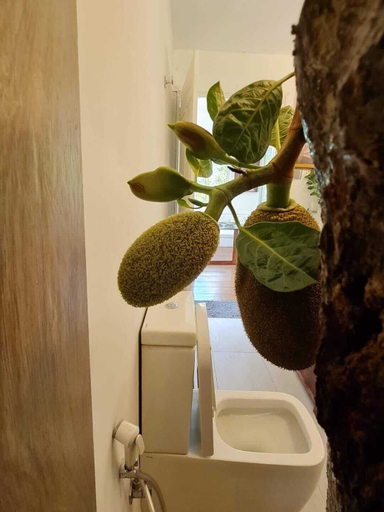 Bathroom 3, Tree Nature Resort, Badulla