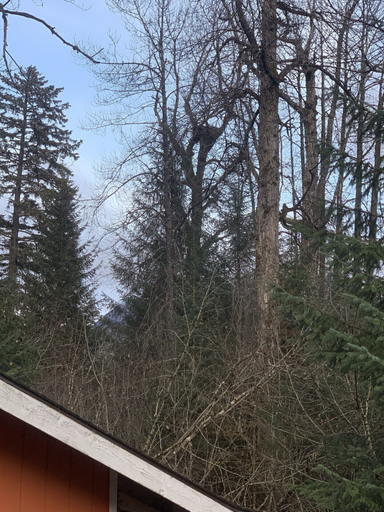 Exterior & Views, Bear Bottoms at Salmon Creek, Kenai Peninsula