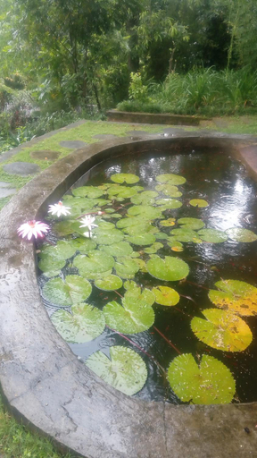 Others 5, Tea Leaf Retreat Peradeniya, Doluwa