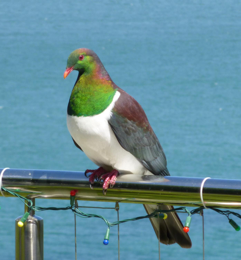 Others 3, Breakaway at York Bay, Hutt city
