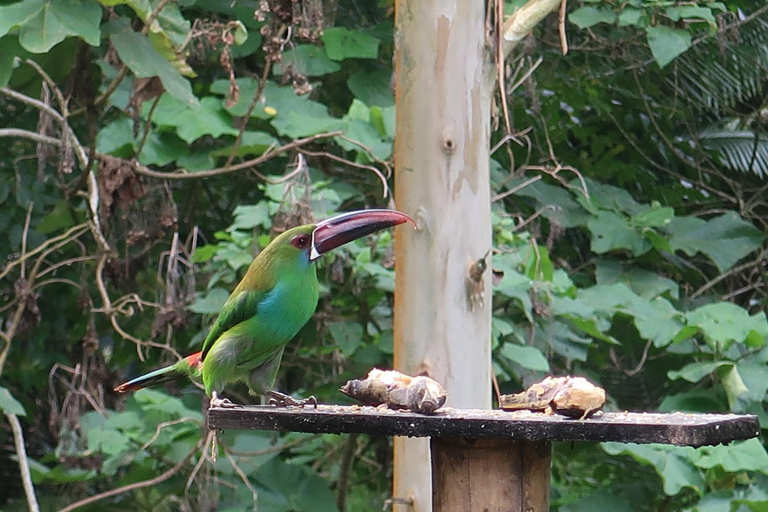 Others 3, Hotel Selva Verde, Salento