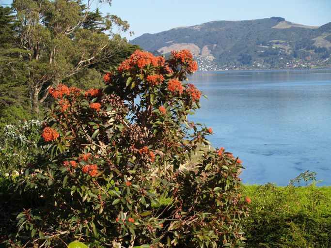 Others 2, Captain Eady's Lookout, Dunedin