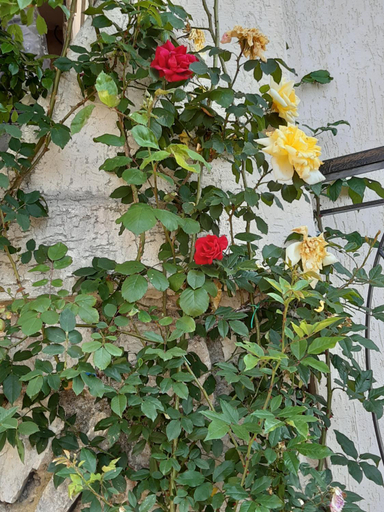 Others 4, Bressa de Ma affittacamere, room & breakfast, Savona