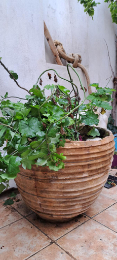 Others 4, THE GARDEN OF CHIOS, North Aegean