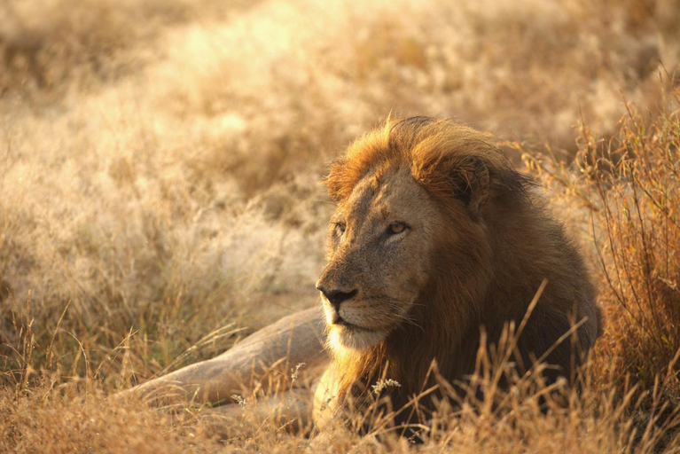 Others 3, Imagine Africa Luxury Tented Camp, Mopani