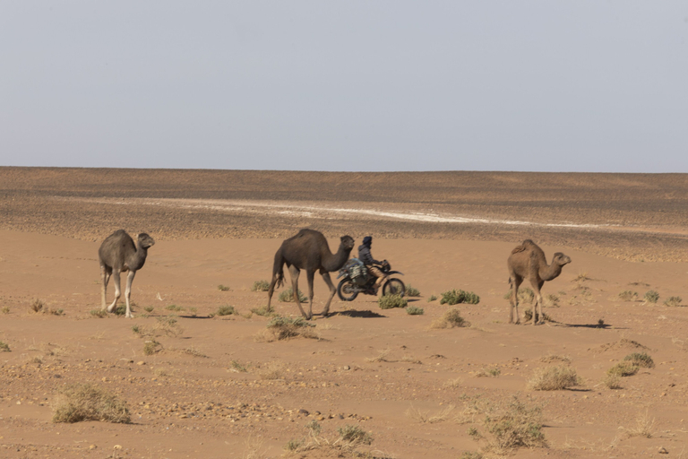 Others 4, Erg Chegaga Standard Camp, Ouarzazate