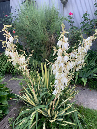 Others 5, Dom’s Garden, Calvados
