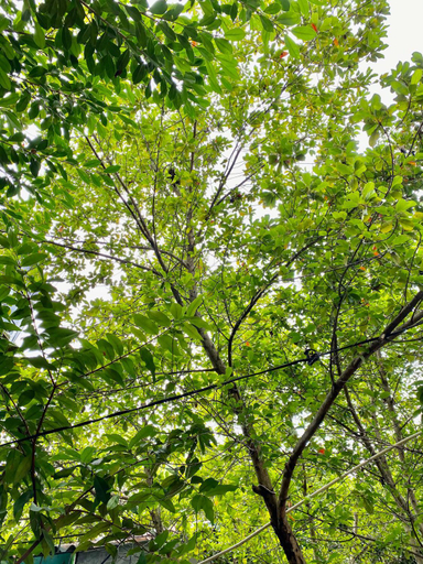 Others 4, Green Villa, Addalachchenai