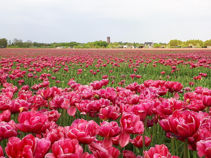 Others 4, Bed en Breakfast en Bike, Middelharnis