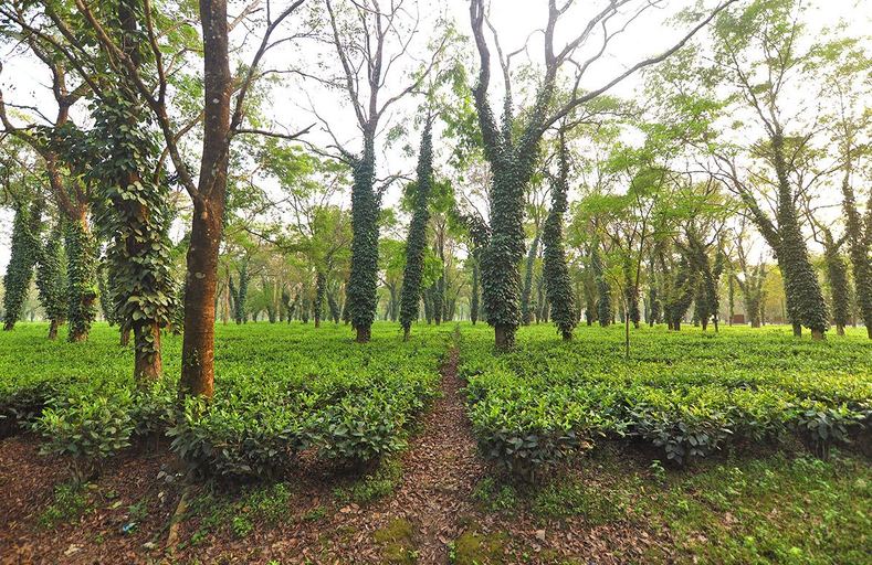 Others 4, The Sikhiri Cottages, Manas National Park, Baksa