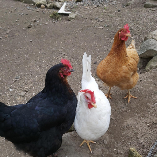 Others 2, Au pays d'Angeline, Loire