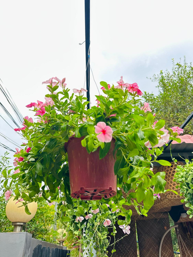 Public Area 3, Angkor Piseth Homestay, Siem Reap