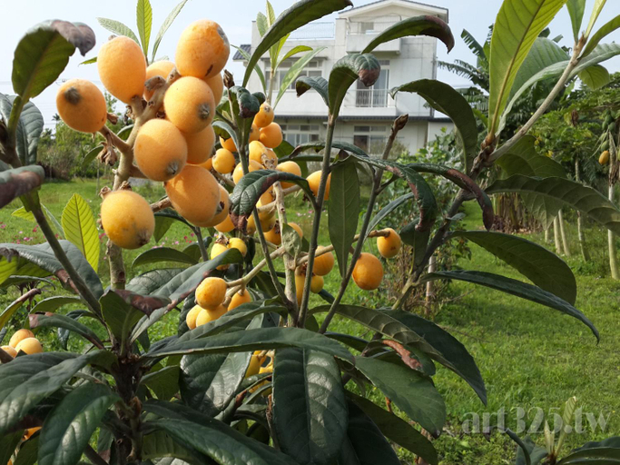 Surrounding environment, Yi Tian Homestay, Hualien