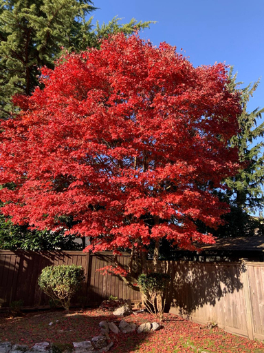Others 5, オーキッド ハウス ニア バンクーバー YVR エアポート, Greater Vancouver