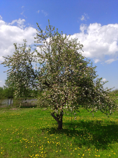 Others 4, Mazurski Staw, Gołdap