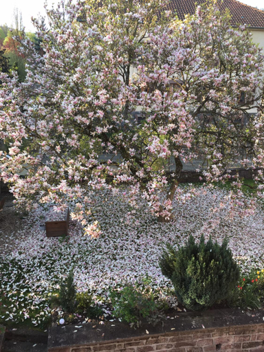 Others 5, chambres d'hotes " Le Magnolia ", Haut-Rhin