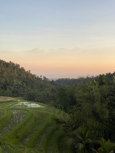Food & Drinks 5, Clove Tree Hill, Tabanan