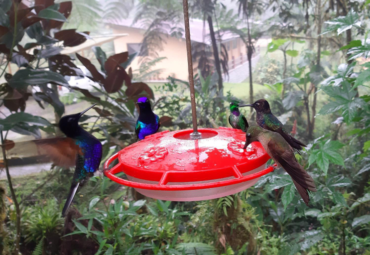 Others 5, Mindo Loma bird lodge, San Miguel de los Bancos