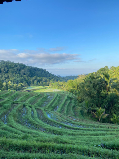 Food & Drinks 5, Clove Tree Hill, Tabanan